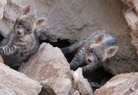Hyena cubs born in UAE's Sir Bani Yas Island